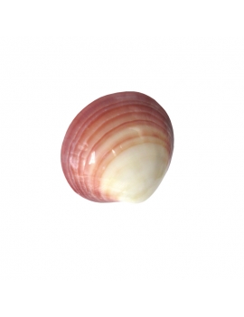 LavaShell